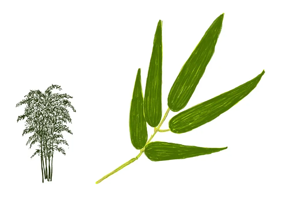 BAMBU-DOURADO OU CANA-DA-ÍNDIA